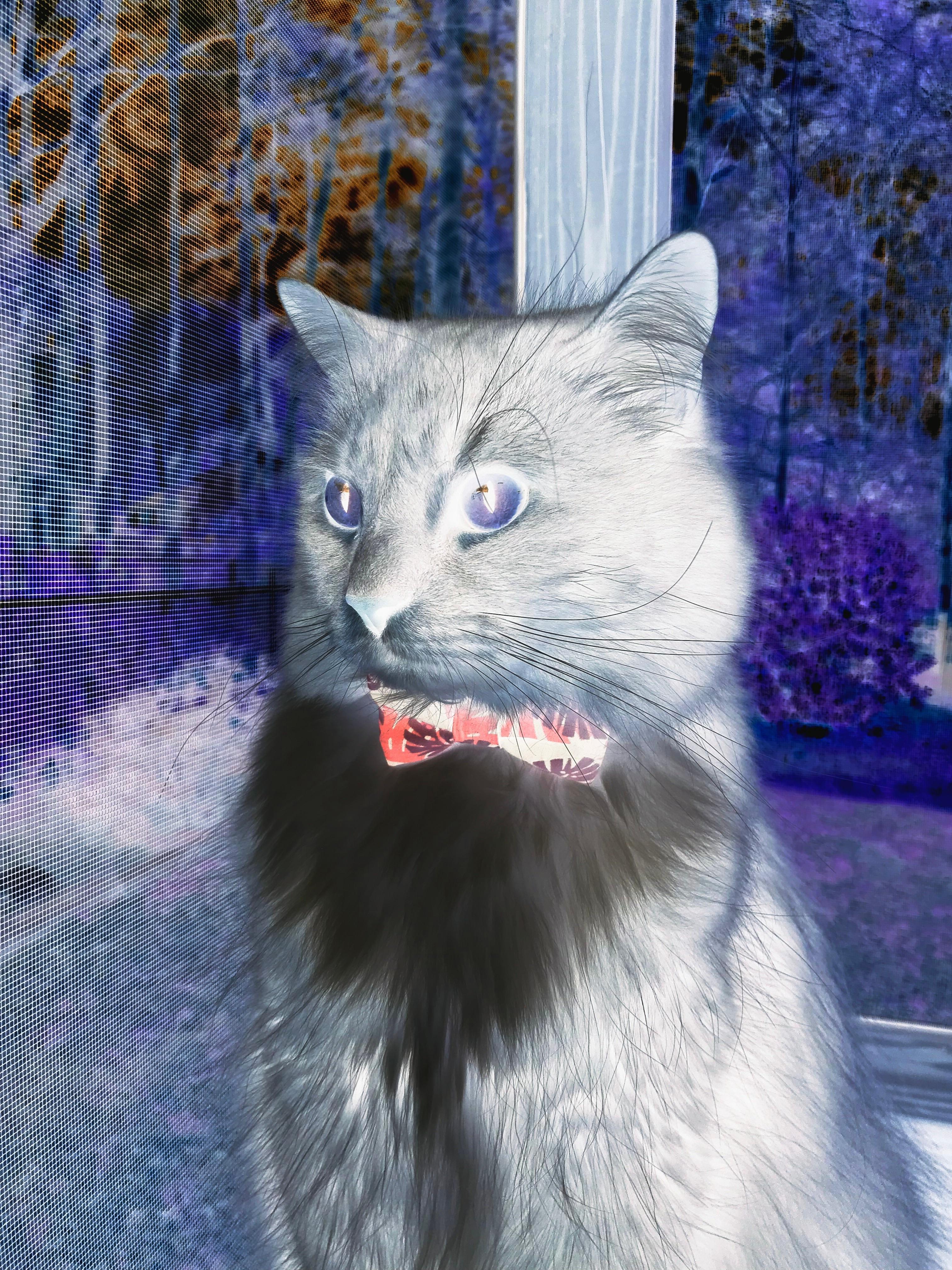 独行侠对阵篮网，爱德华兹如何成为决定比赛走向的胜负手